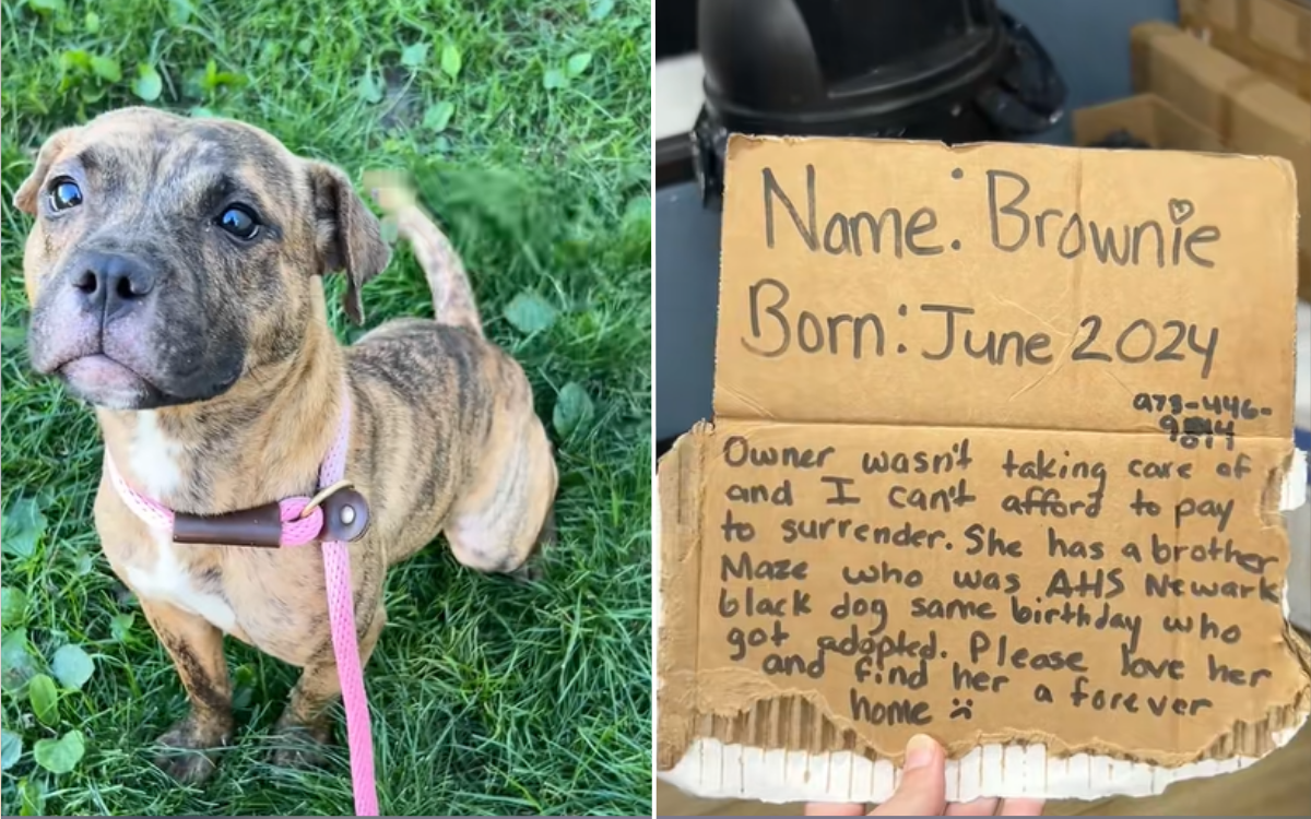 Tears As Dog Abandoned By Highway With Heartbreaking Note-‘Please Love Her’