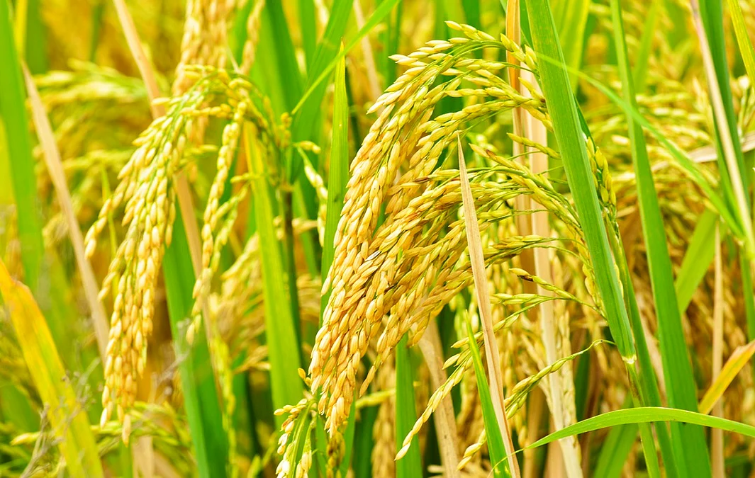 Centre’s claims about gene-edited rice varieties don’t match up, analysis of ICAR data shows