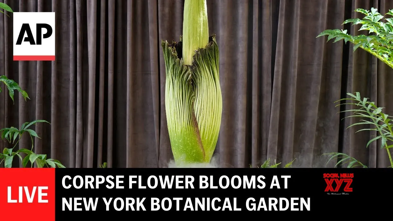 LIVE: Corpse flower blooms at New York Botanical Garden (Video)