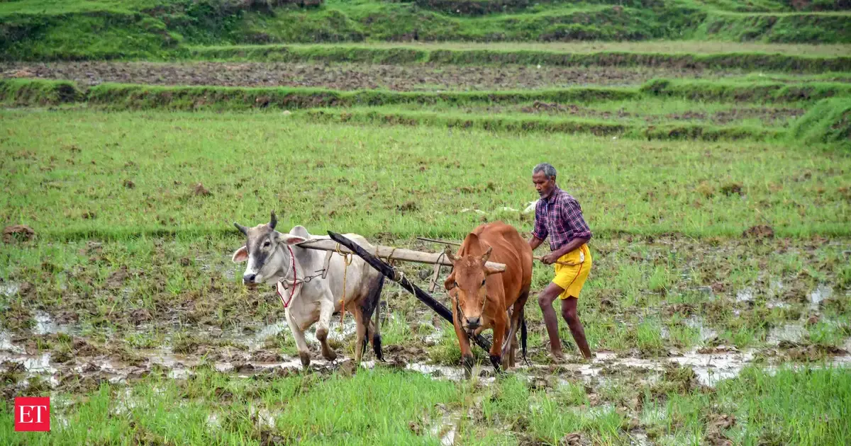 Indian farmers’ bumper crop dreams end in heartbreak
