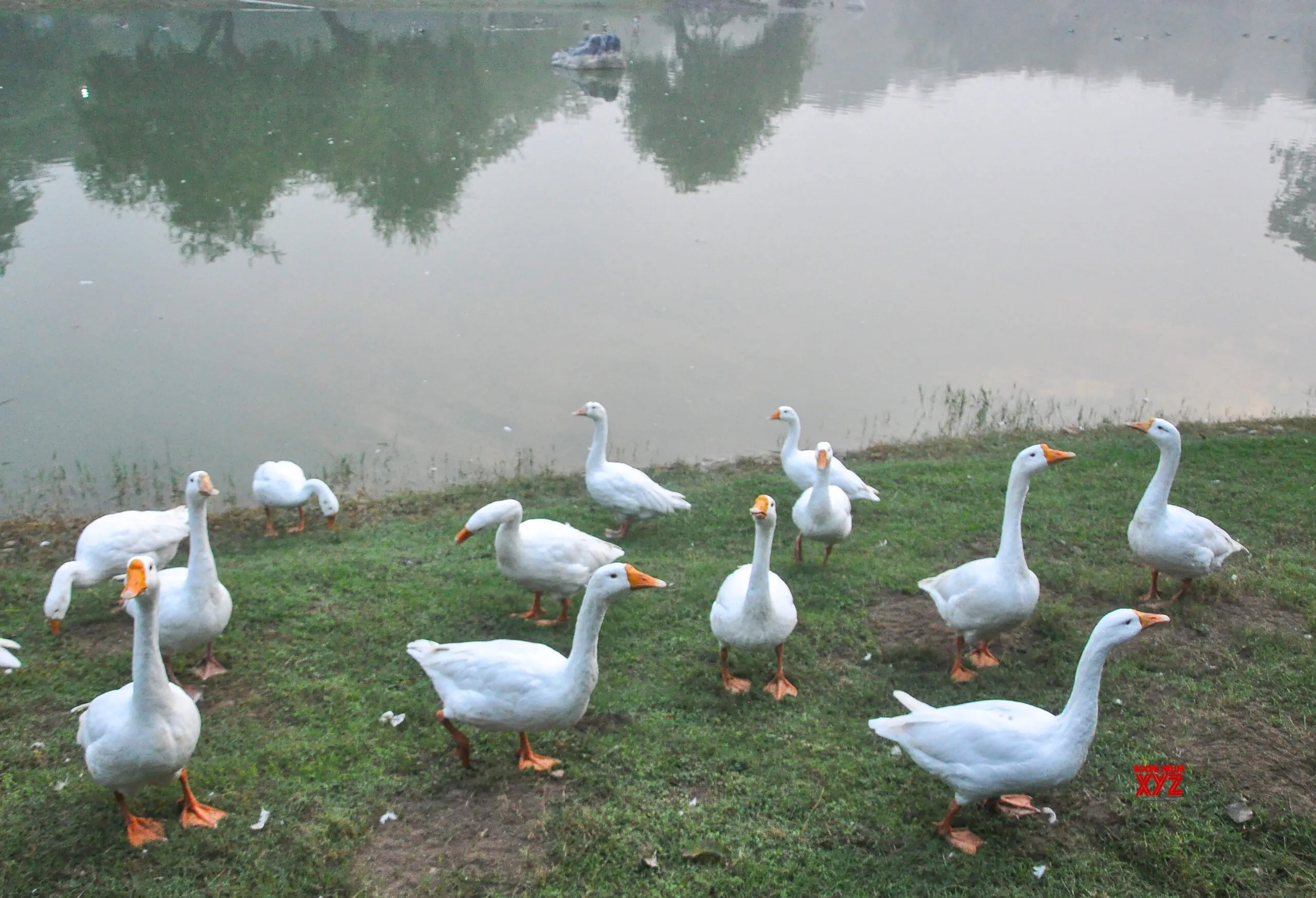 New Delhi: White Ducks Roam at Kartavya Path Amid Rising AQI #Gallery