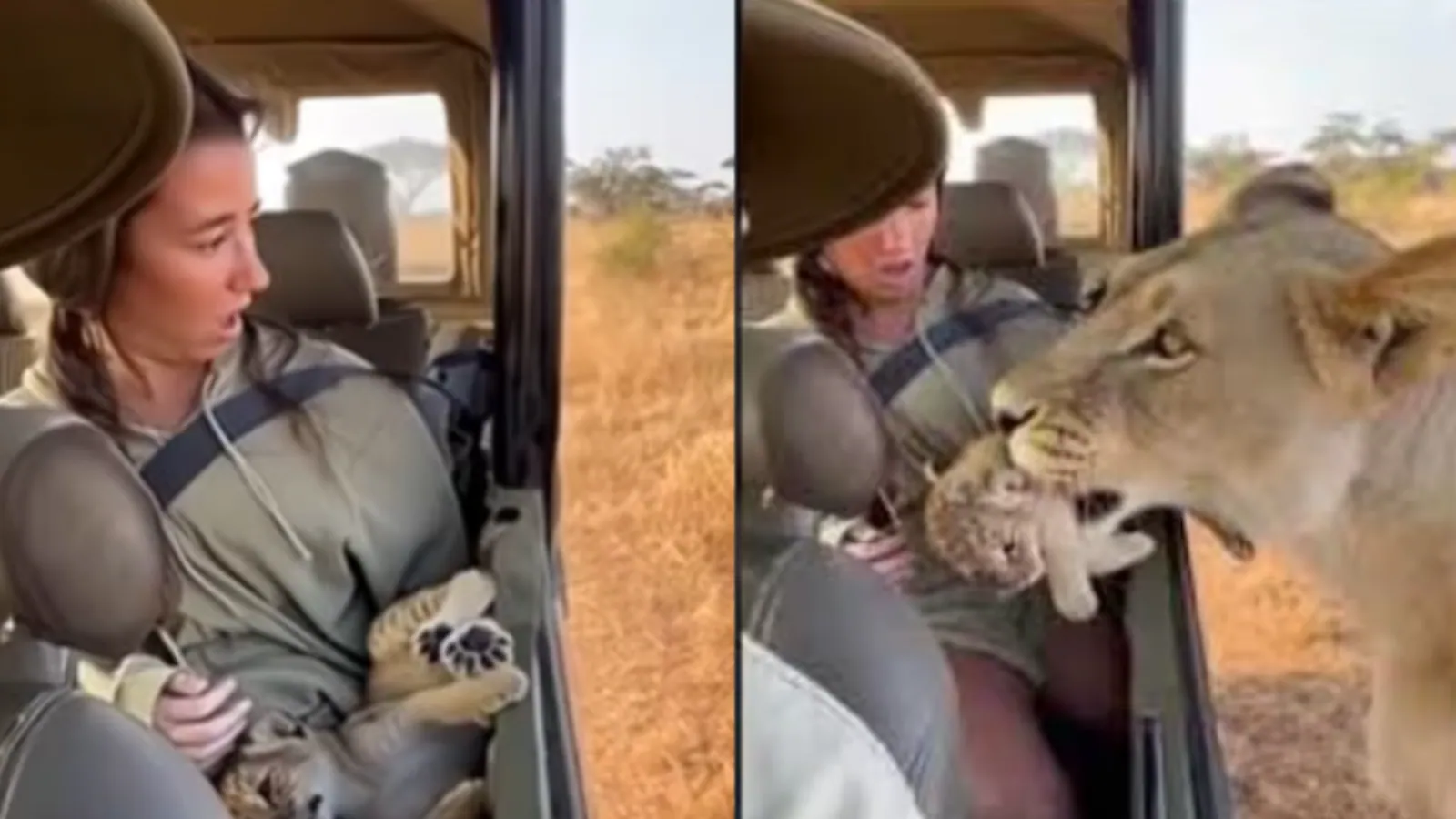 Lioness Leaves Cub In Woman’s Lap, Internet Shocked. But Is It Real? | Watch
