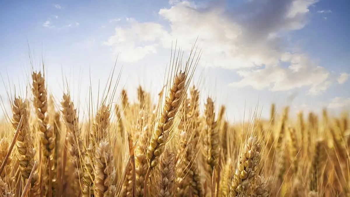 New Australian research could help boost wheat and rice yields, cut water, nitrogen use