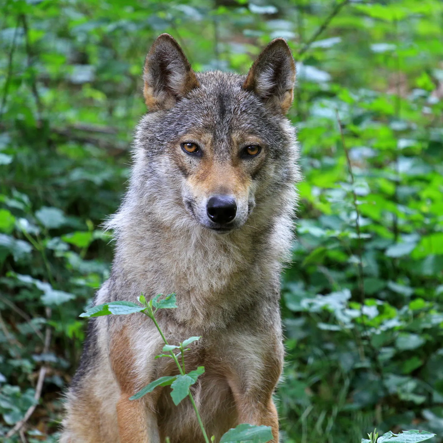 Neanderthal extinction and dog domestication tied into sweeping new theory of human evolution