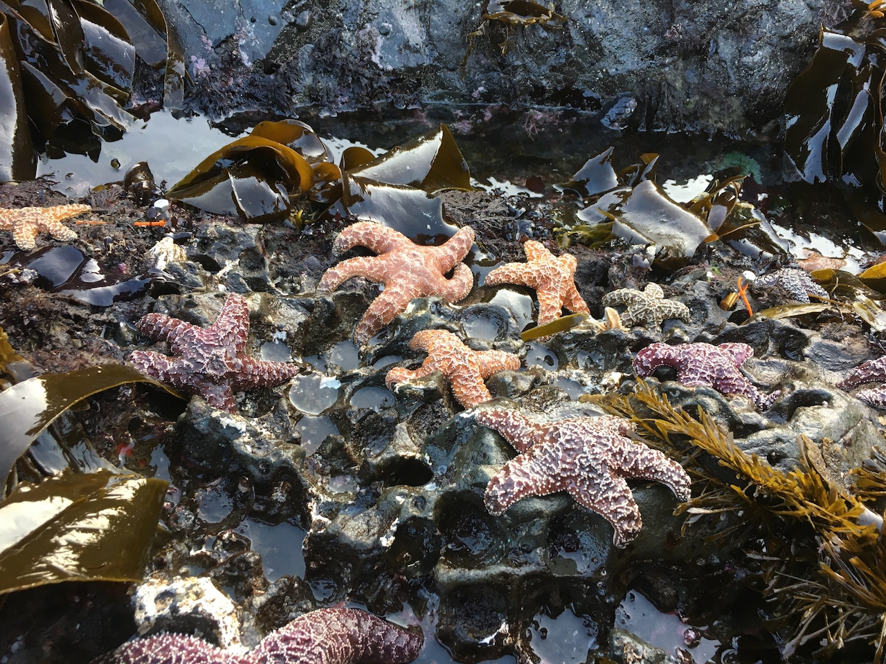 Oregon sea stars bounce back from near extinction after years of decline