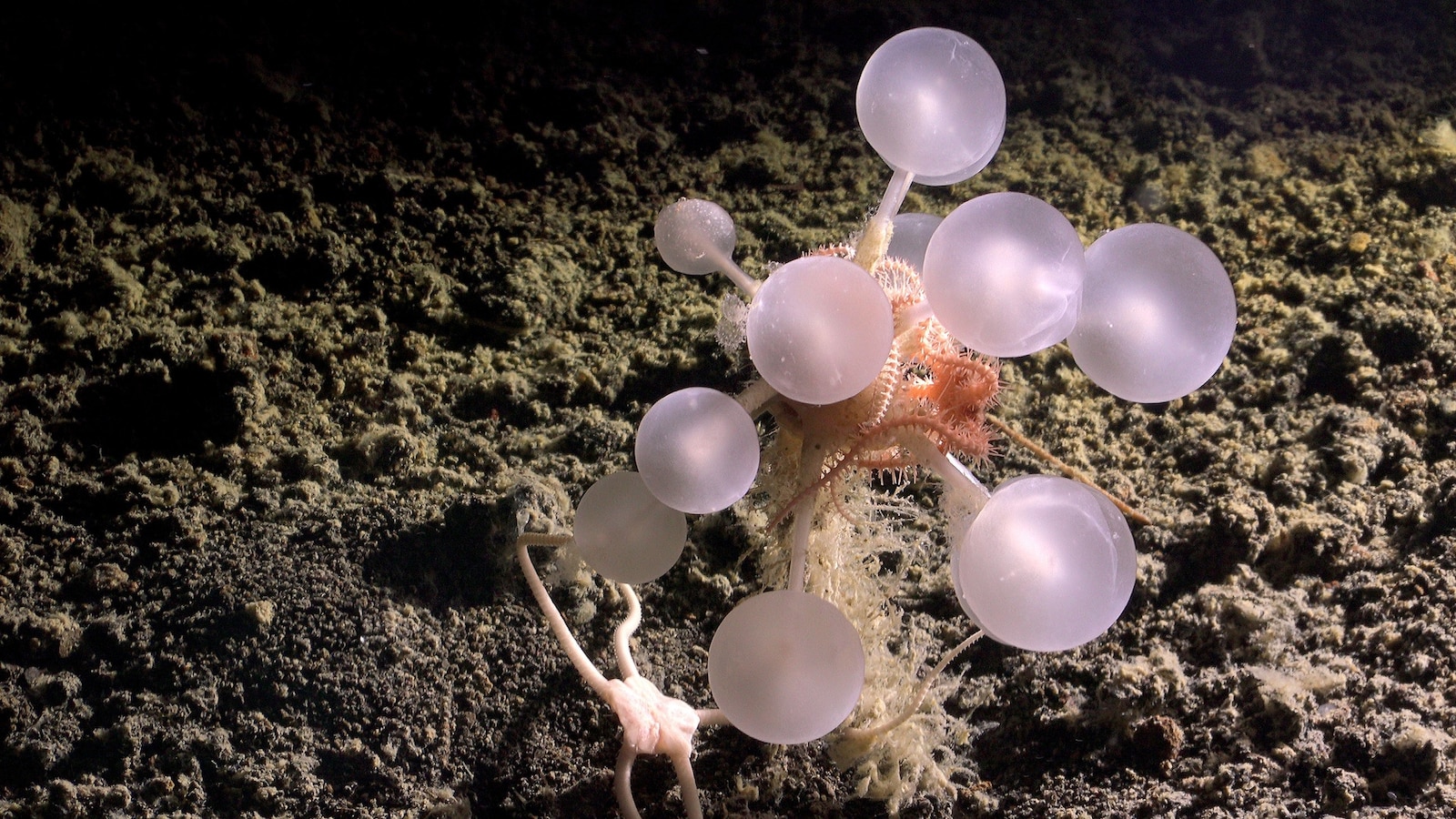 Dozens of new species, including 'death ball' sponge, discovered in Southern Ocean
