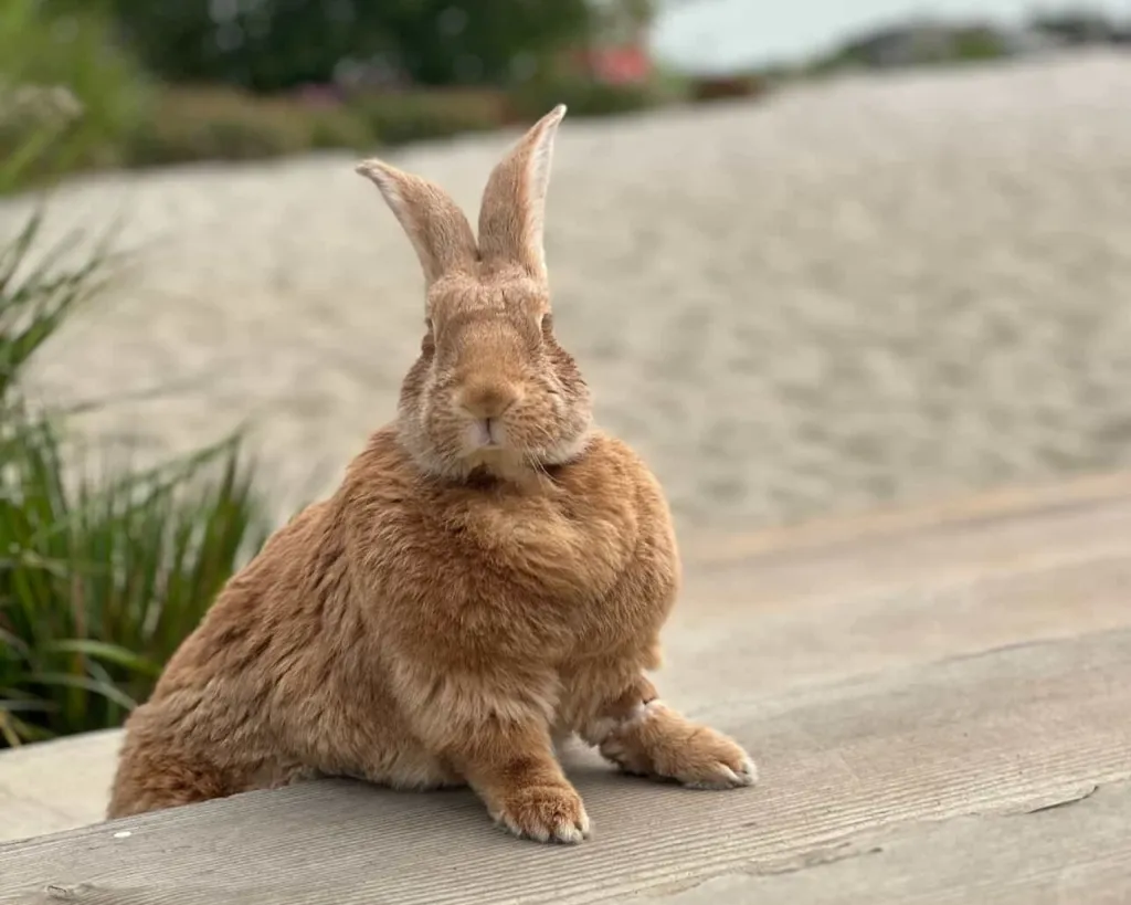 Bunny cafe to open this fall