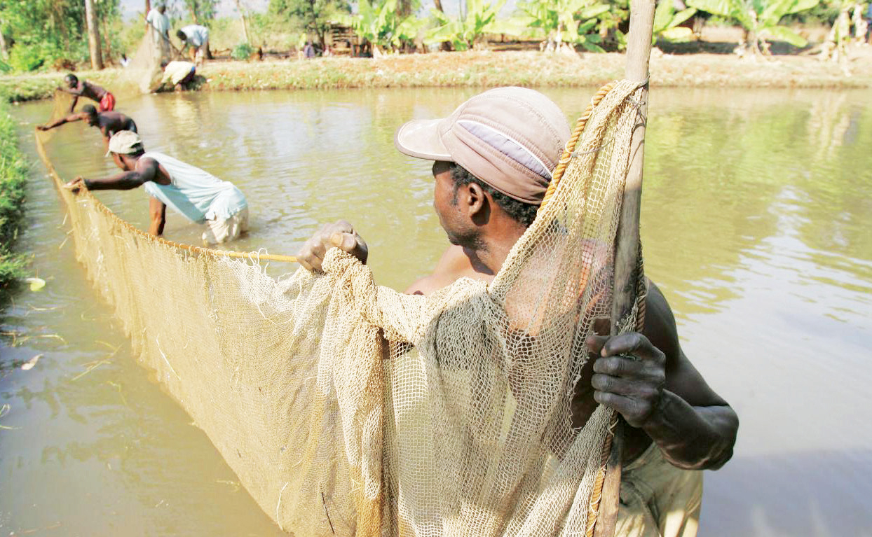 Fish farming and its ups and downs