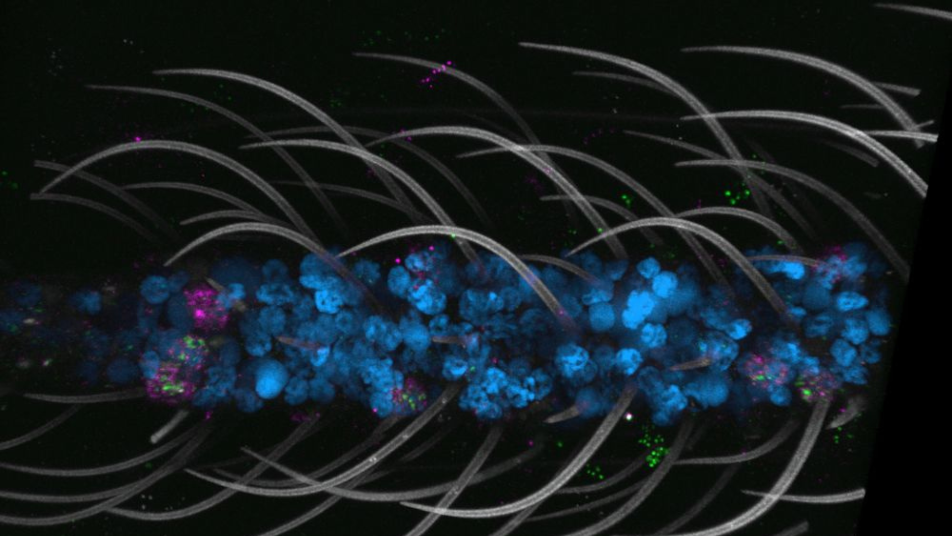 Scientists unveil first cellular atlas of world’s most deadly mosquito