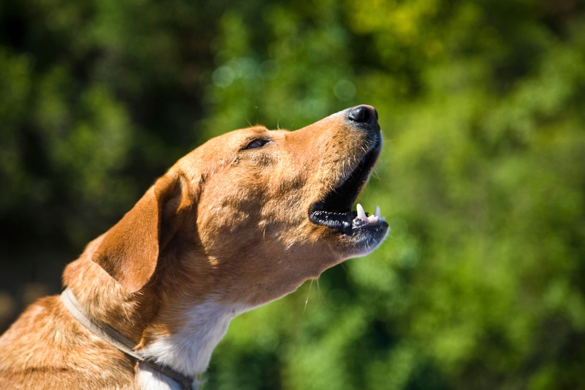 Kennel cough symptoms, treatment and how to avoid: Vet shares everthing you need to know about the dog illness