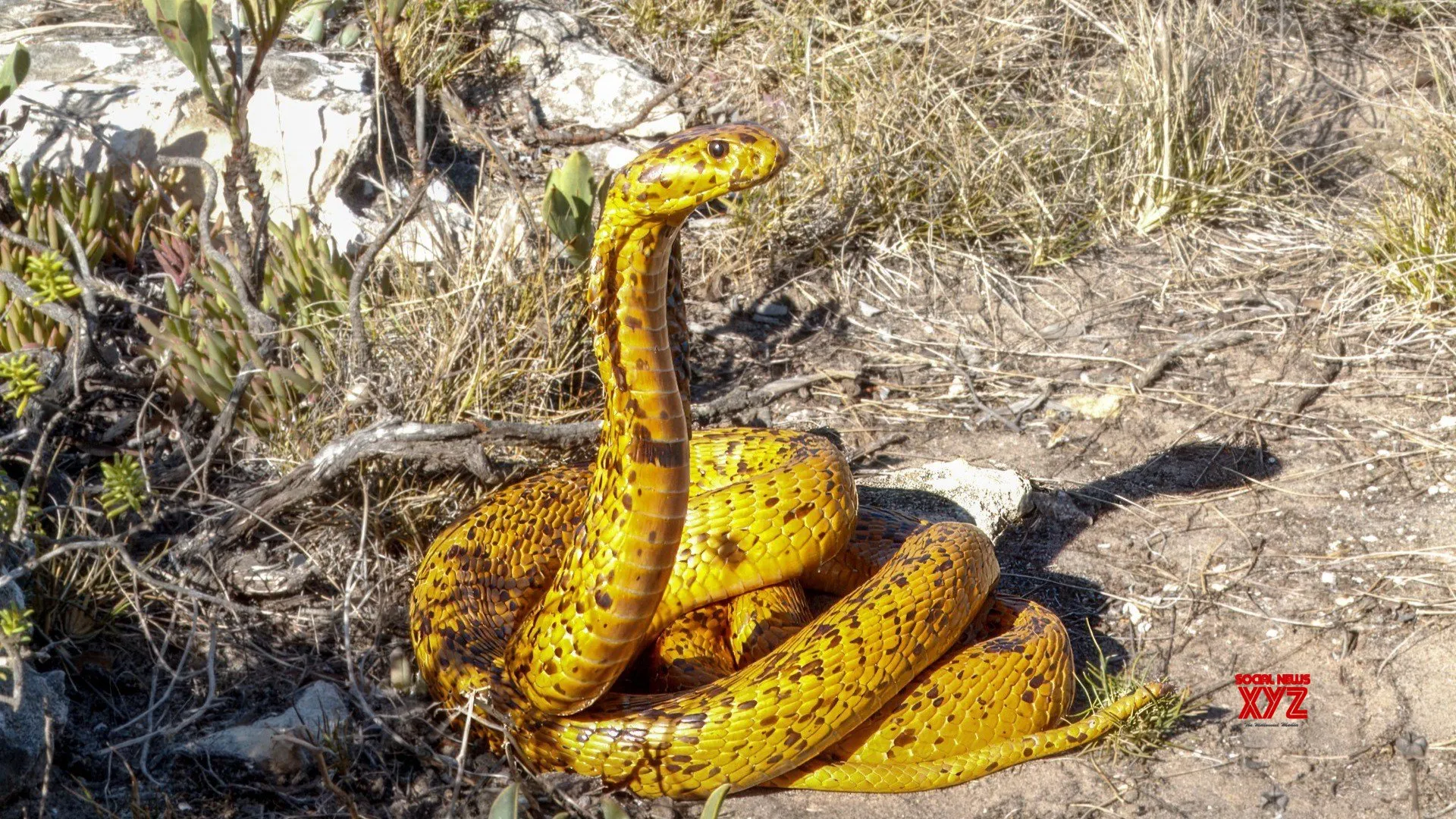 New antivenom effective against 17 African snake species