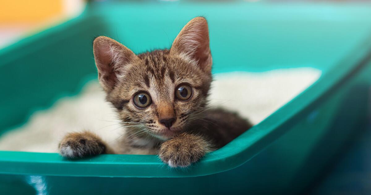 The Litter Box Mistakes That Could Be Causing Your Cat to Go Outside the Box