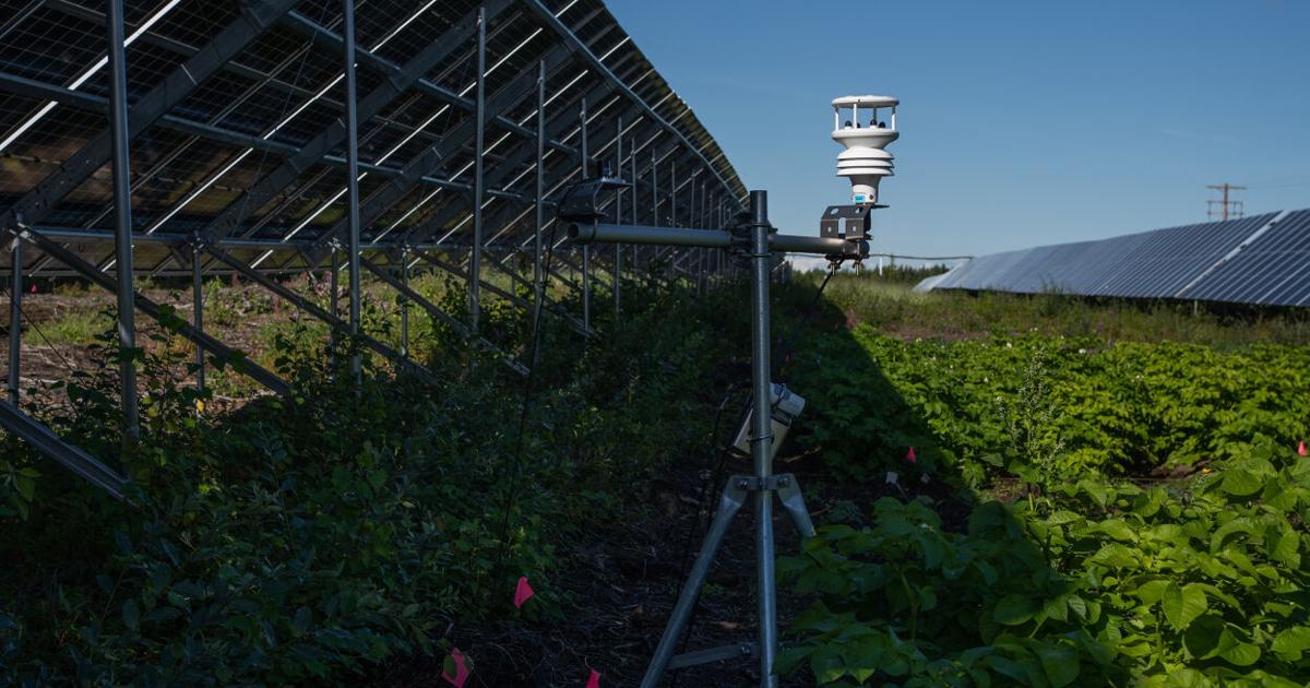 Alaska Tests a Theory: Solar Farms Help Nearby Crops Grow