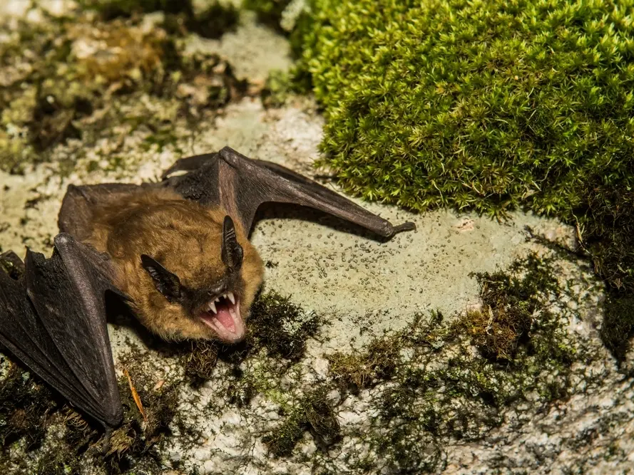 Rabies Among Bats Is Rising In RivCo: 5 Things To Know