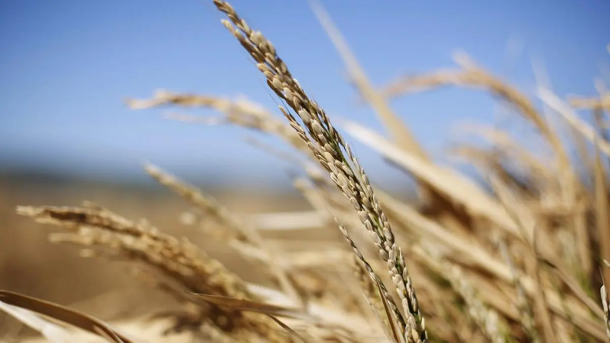 Anti-GM activists question ‘advantages’ of ICAR’s 2 gene-edited rice varieties