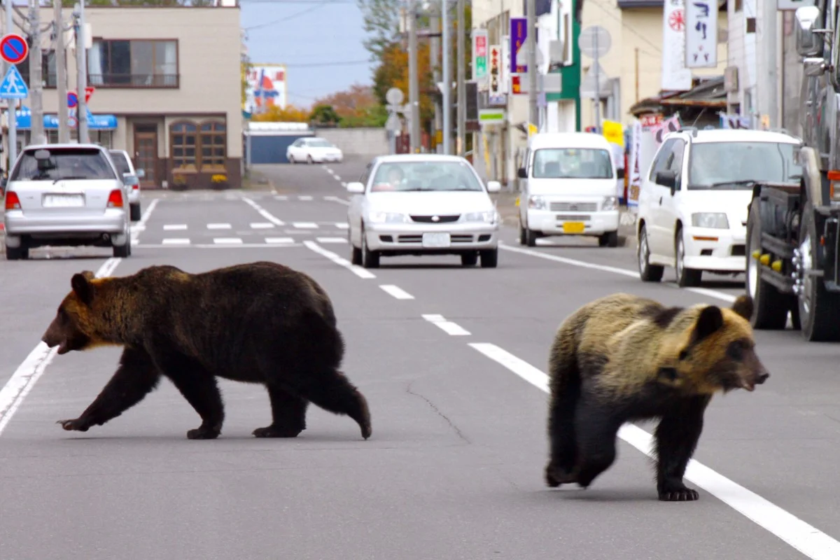 Japan to hire hunters as bear attacks rise