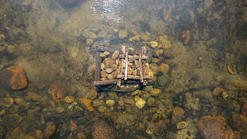 'Recovery was on the edge' for this species. Then ecologists tried something new