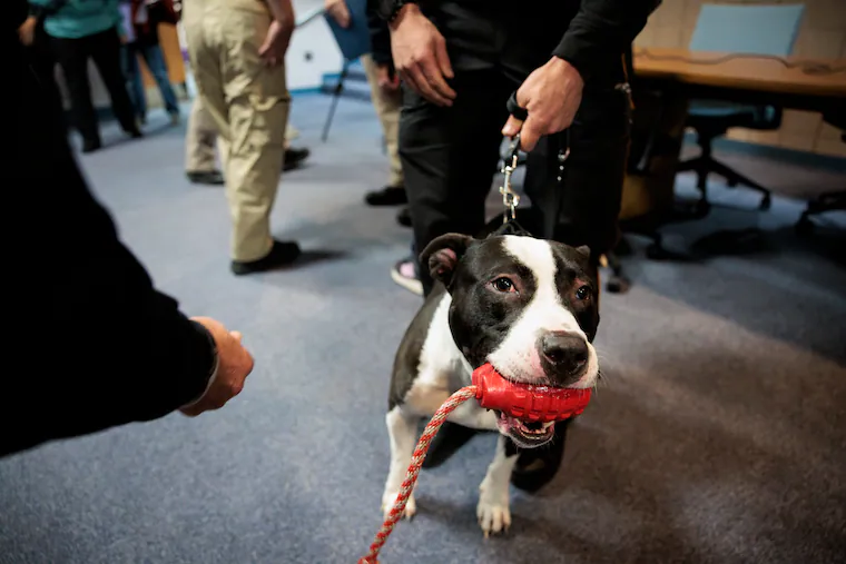 K-9 Ron the pit bull now a Delran police dog