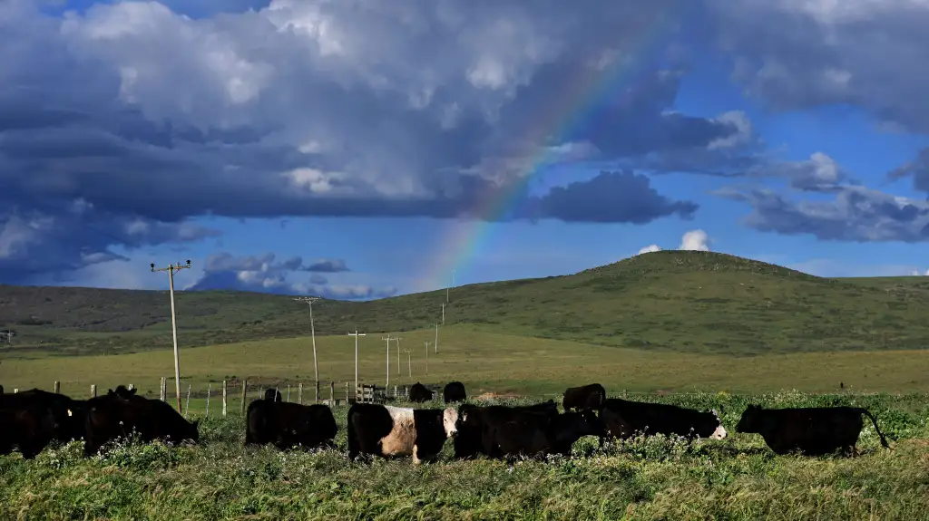 Even vegetarians should side with U.S. cattle ranchers