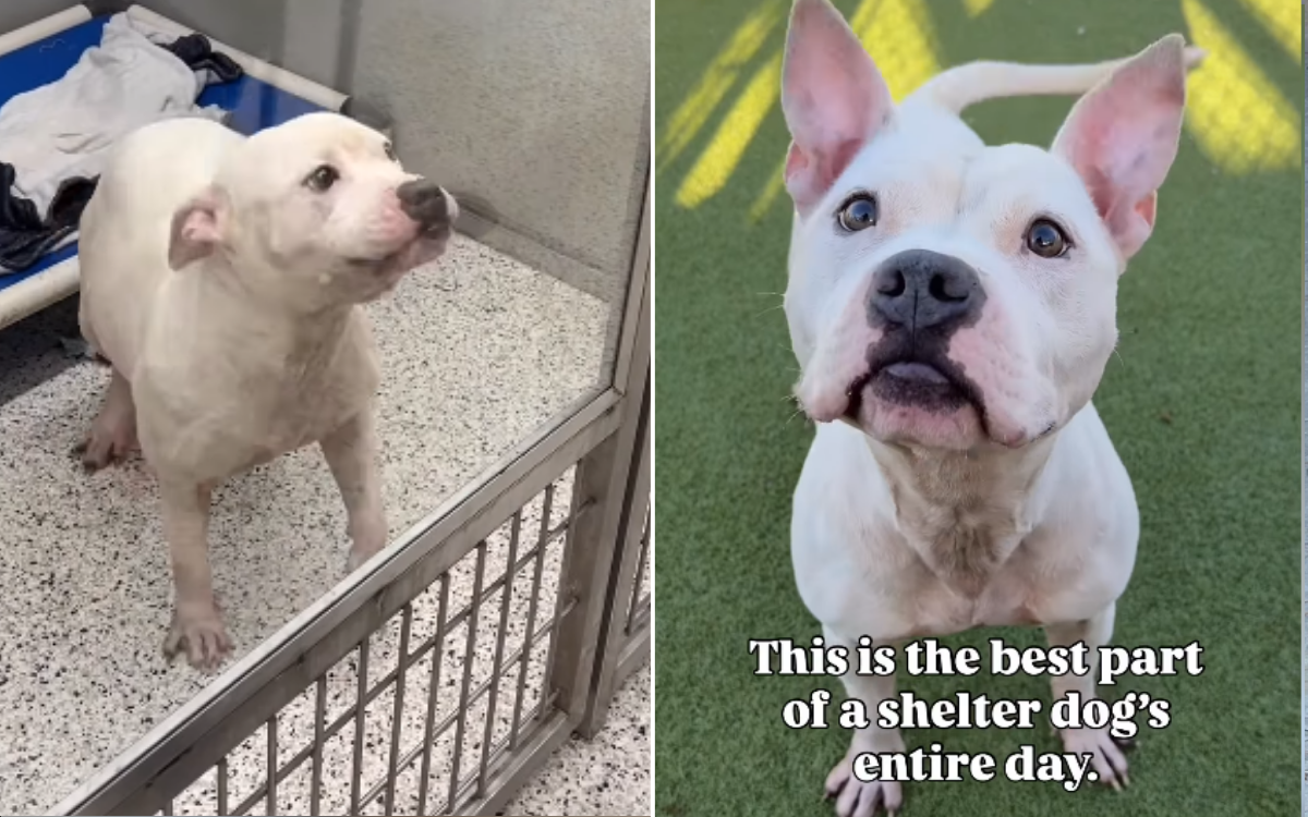 Shelter Dog ‘So Grateful’ To Be Let Out of Kennel—Even if Just for a Walk