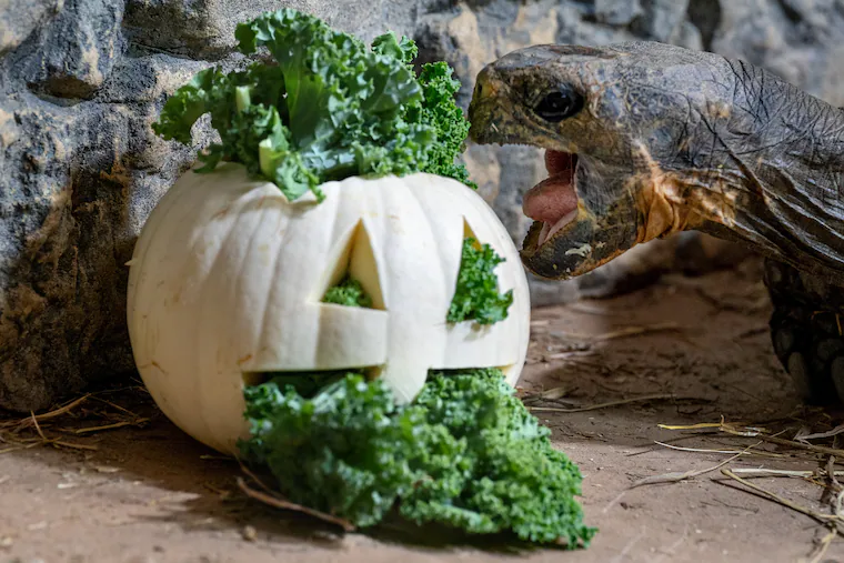 How the Philadelphia Zoo feeds pumpkins to its hippos each fall