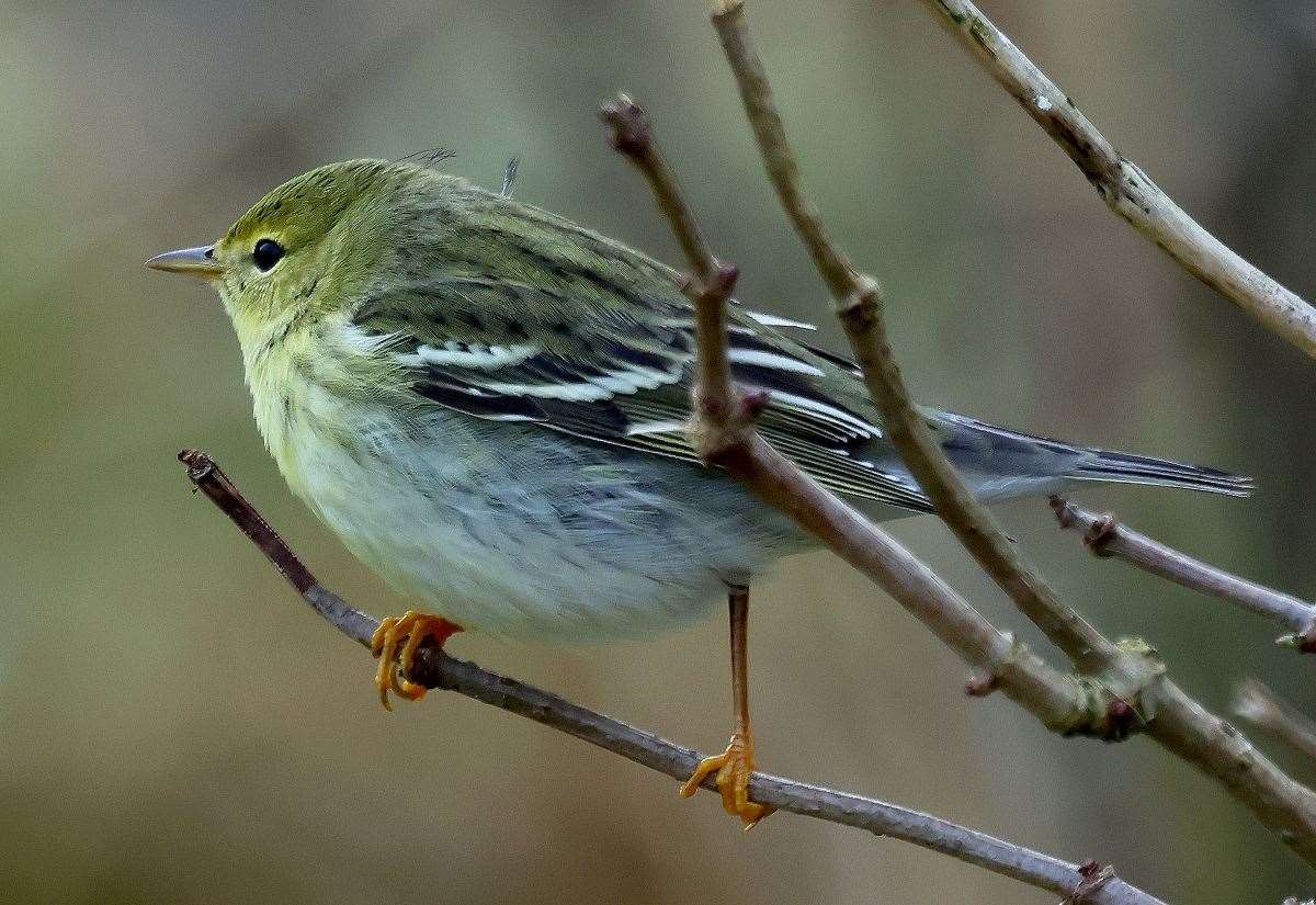 NATURE: Rare vagrant the blackpoll warbler makes its sixth recorded appearance in Shetland