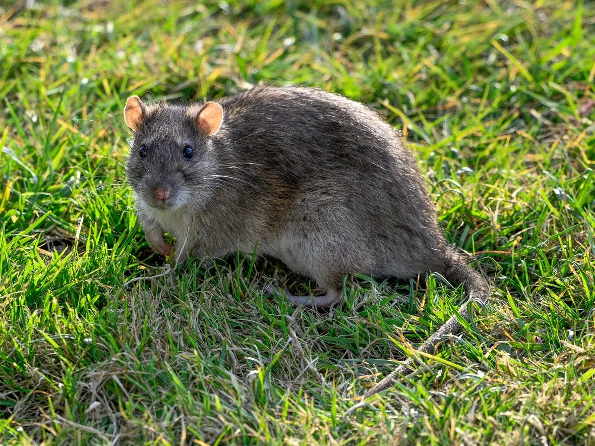 Rats will steer clear of your home and garden if you grow common plant they detest