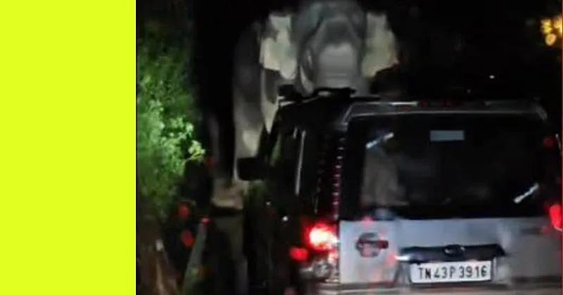 കാട്ടാന കബാലിയെ പ്രകോപിപ്പിച്ച തമിഴ്നാട് സ്വദേശികള് വനംവകുപ്പിന്റെ പിടിയിലായി