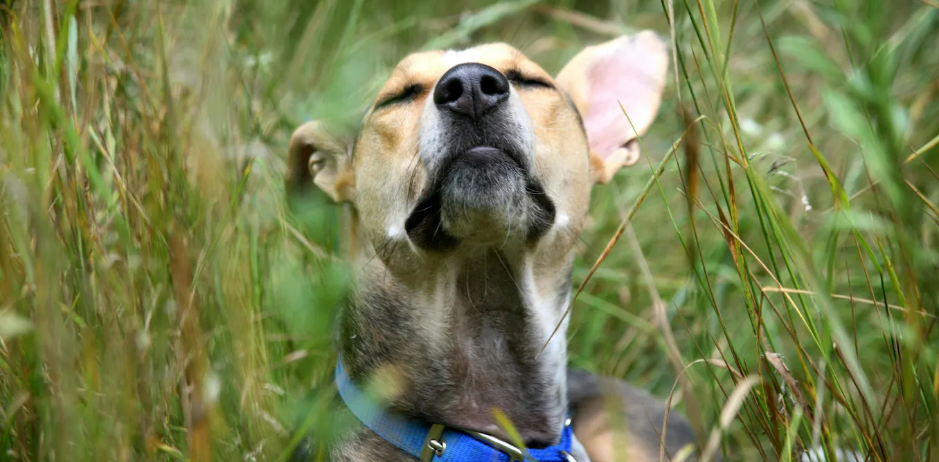 6 ways to give your dog a richer life, from ‘sniffaris’ to sensory gardens