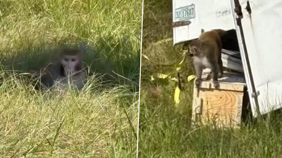 Mississippi: 'Aggressive' Monkey on Loose in Heidelberg After Tulane University Truck Carrying Lab Monkeys Potentially Infected With Hepatitis C, Herpes and COVID Crashes on I-59 in Jasper County (Video)