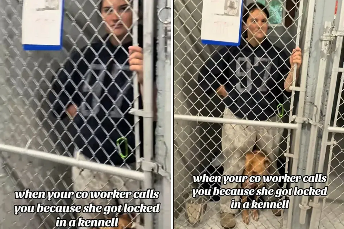Doggy Daycare Employee Calls for Help, What Staff Discover Shocks Them