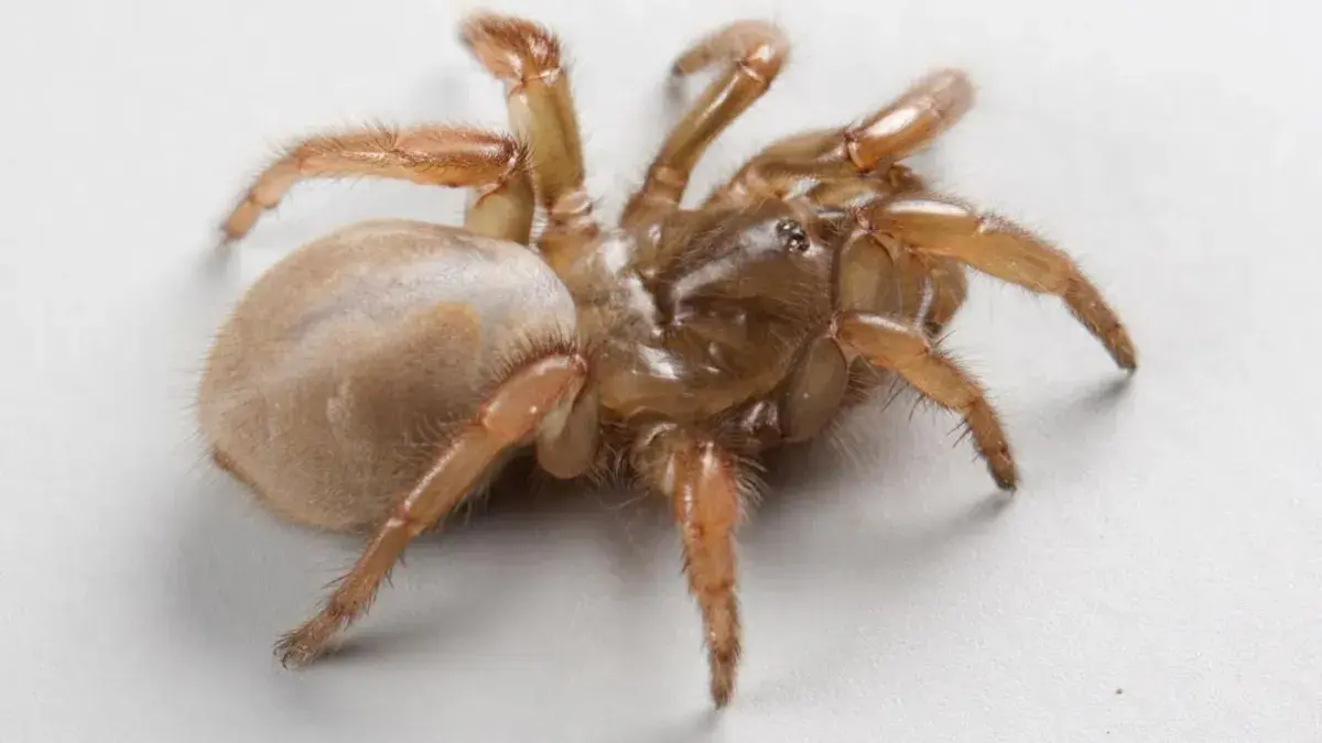New Species of Spider Discovered in California