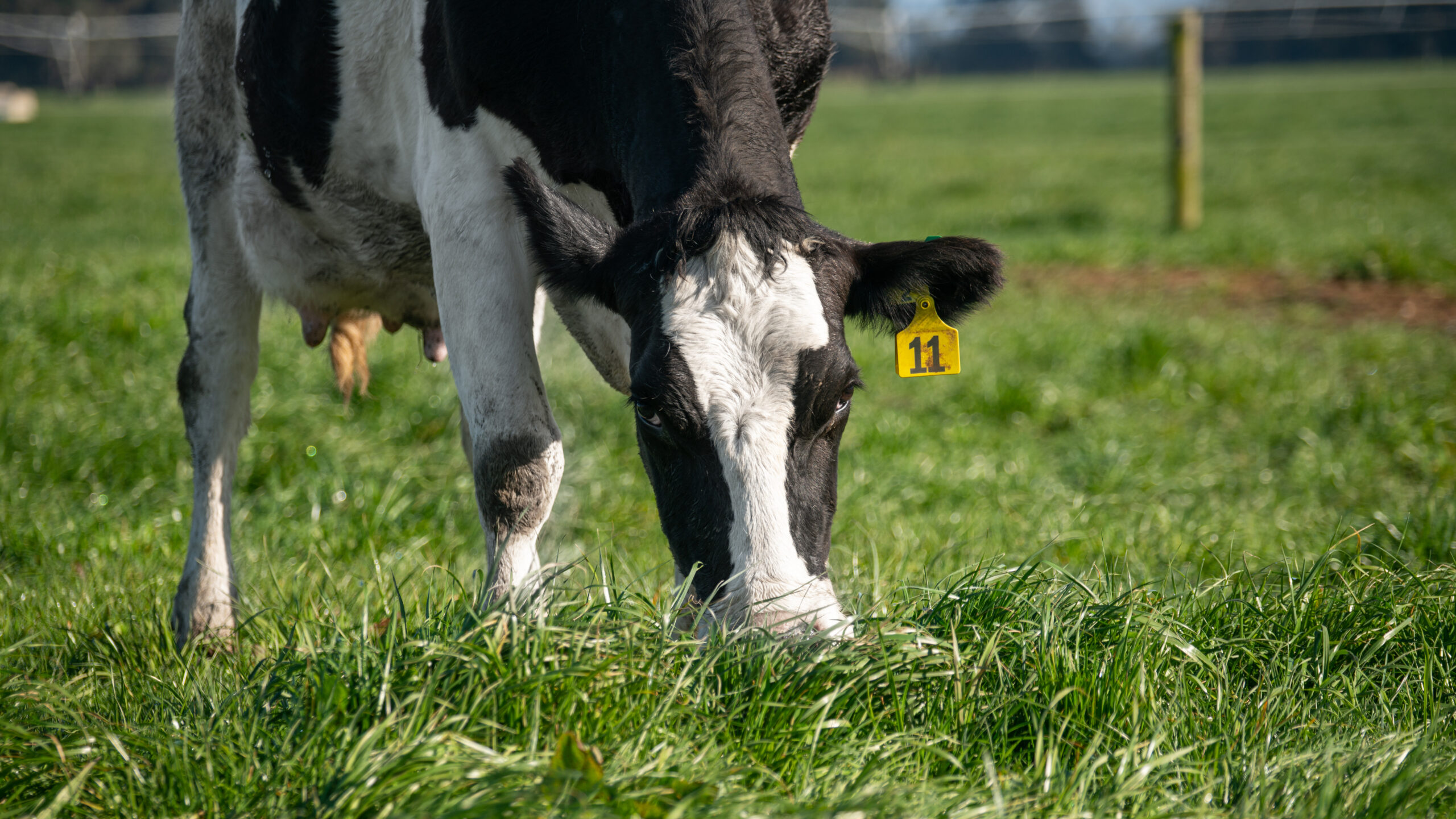 Beef + Lamb leads international call for split-gas GHG emissions reporting