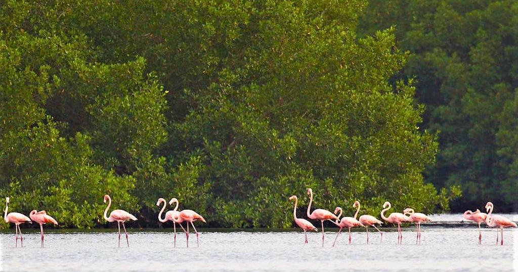 Caroni Krab Dash cancelled: EMA steps in