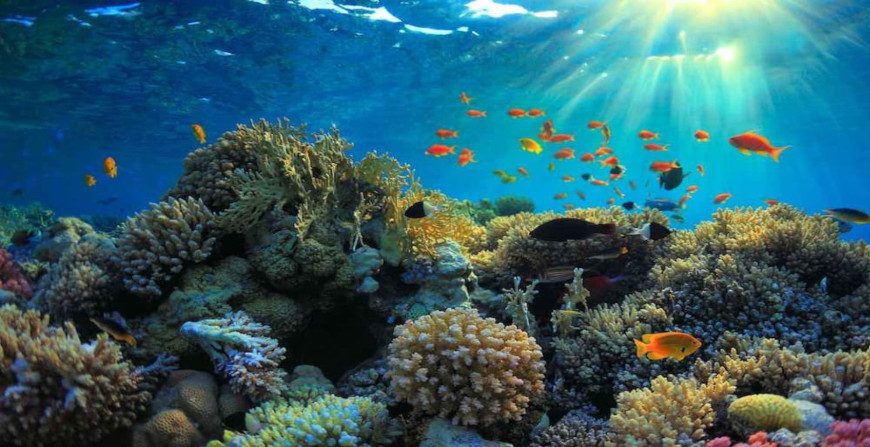 UAE researchers developing nature-inspired technology to restore coral reefs
