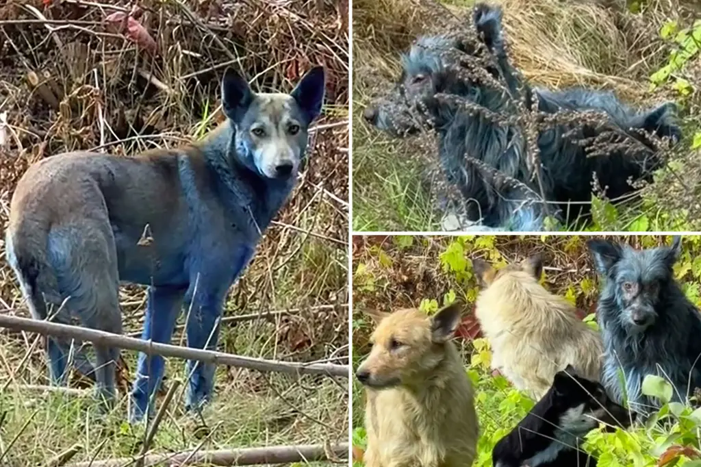 Mysterious ‘Blue Dogs’ Spotted Near Chernobyl Raise Questions About Chemical Contamination