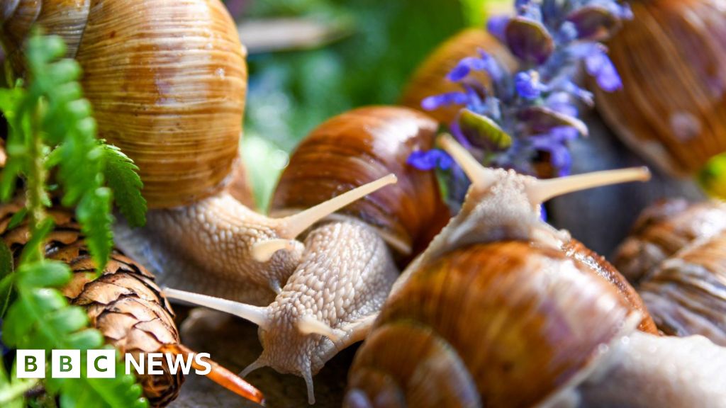 'Bogus' snail farms set up to avoid business rates