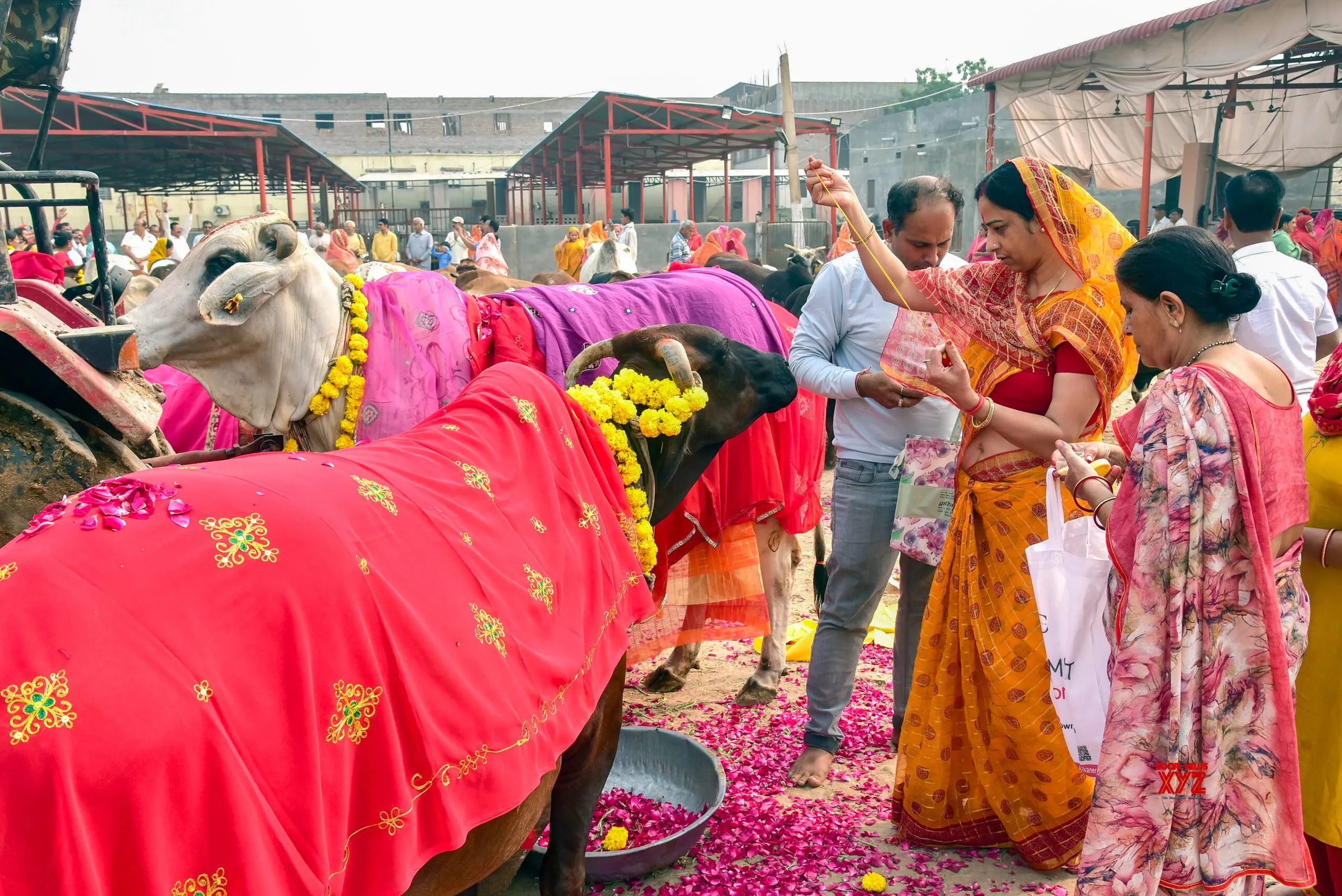 Devotees Perform Gopashtami Rituals in Bikaner #Gallery