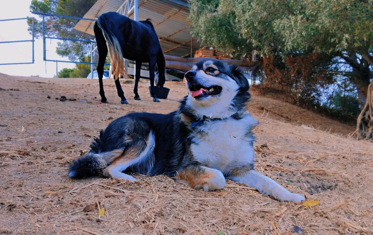 Hidden autumn dangers for cats and dogs