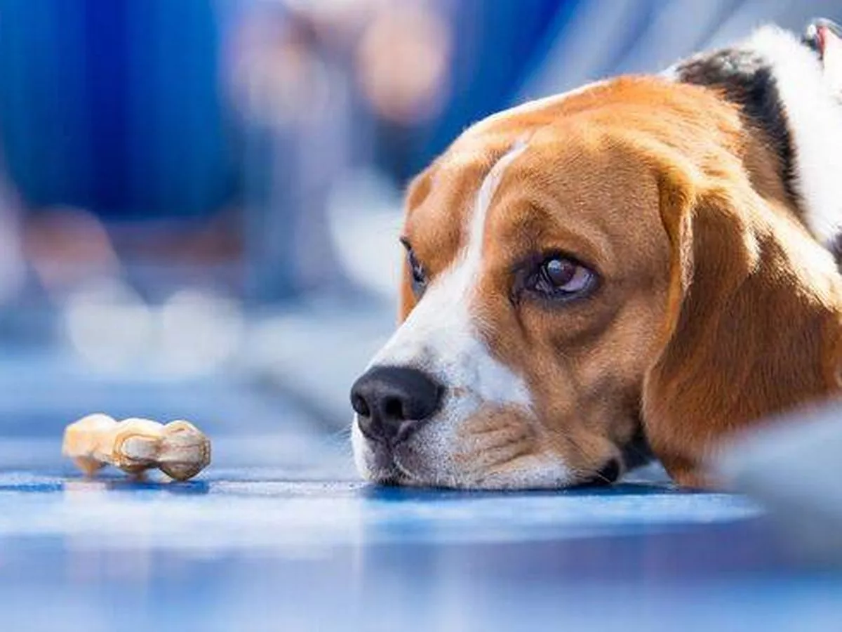 I'm a vet and these are the subtle signs that your dog is in pain