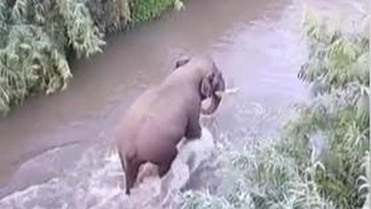 As ‘Rolex’ captured, single-tusk elephant becomes dominant crop raider in villages near Thondamuthur