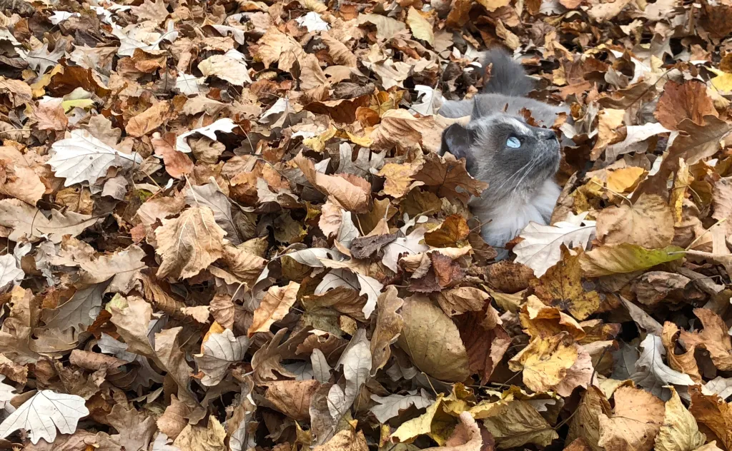 Morning Report newsletter pet photos for October