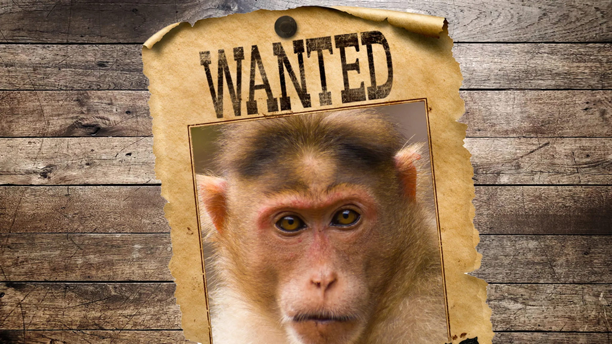 Possible Monkey Sighting Nearly 3 Days After Truck Crash Releases Several into Wild