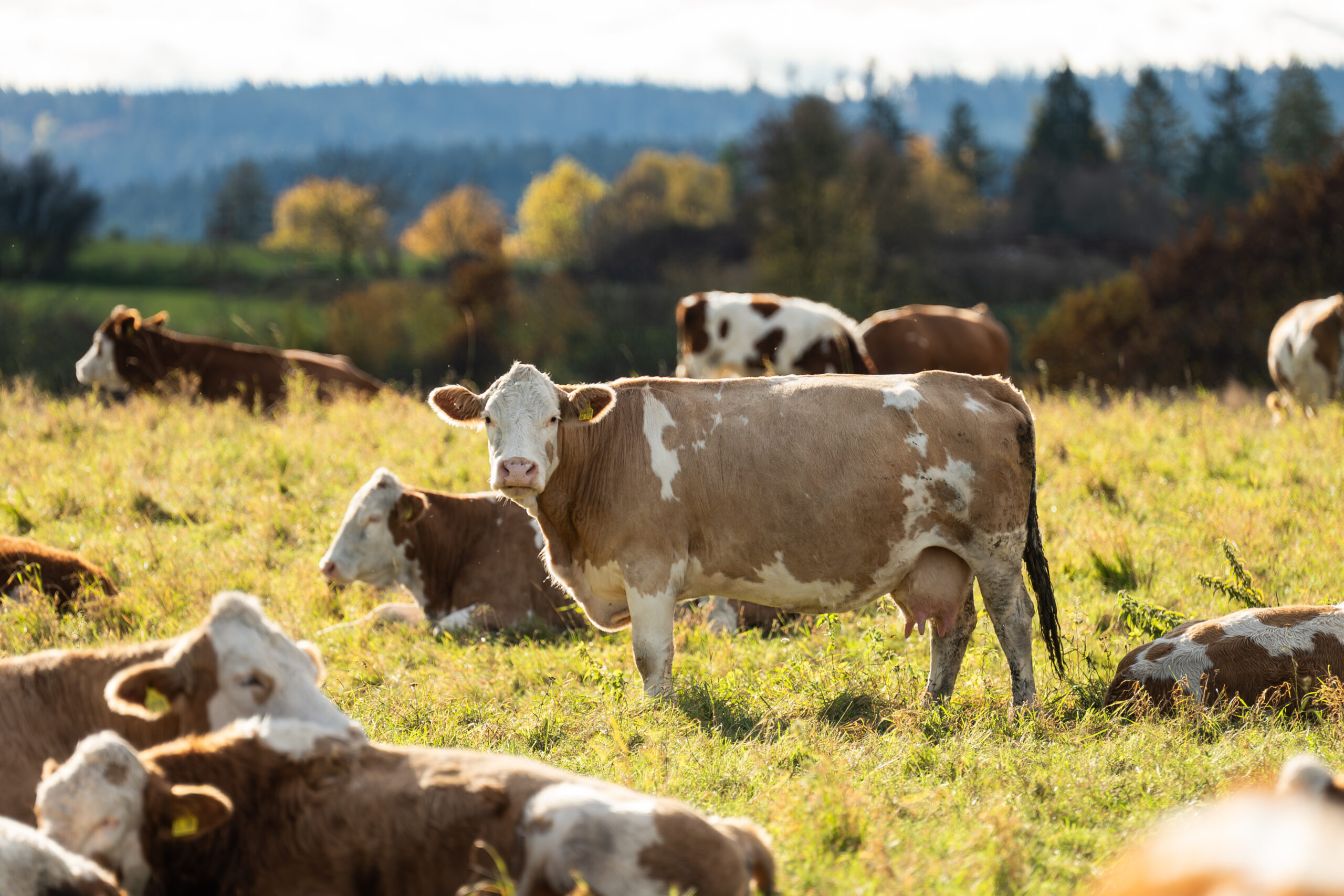 American Beef: It’s What’s For Dinner (Hopefully)