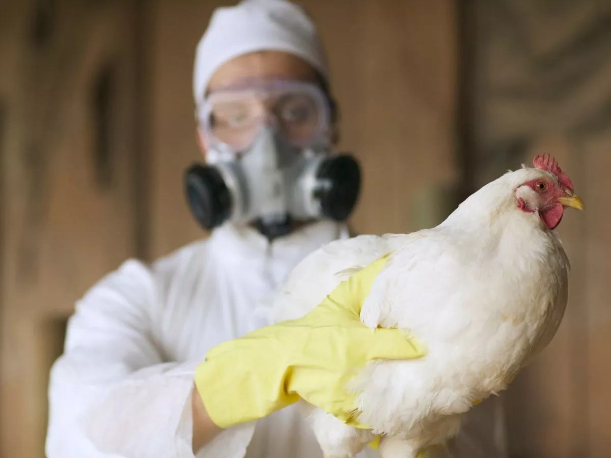 New pandemic warning as another bird flu strain adapts to infect humans