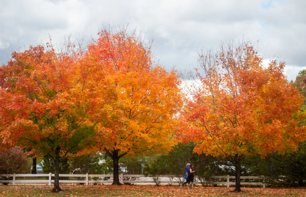 Should artificial grass fields be outlawed?