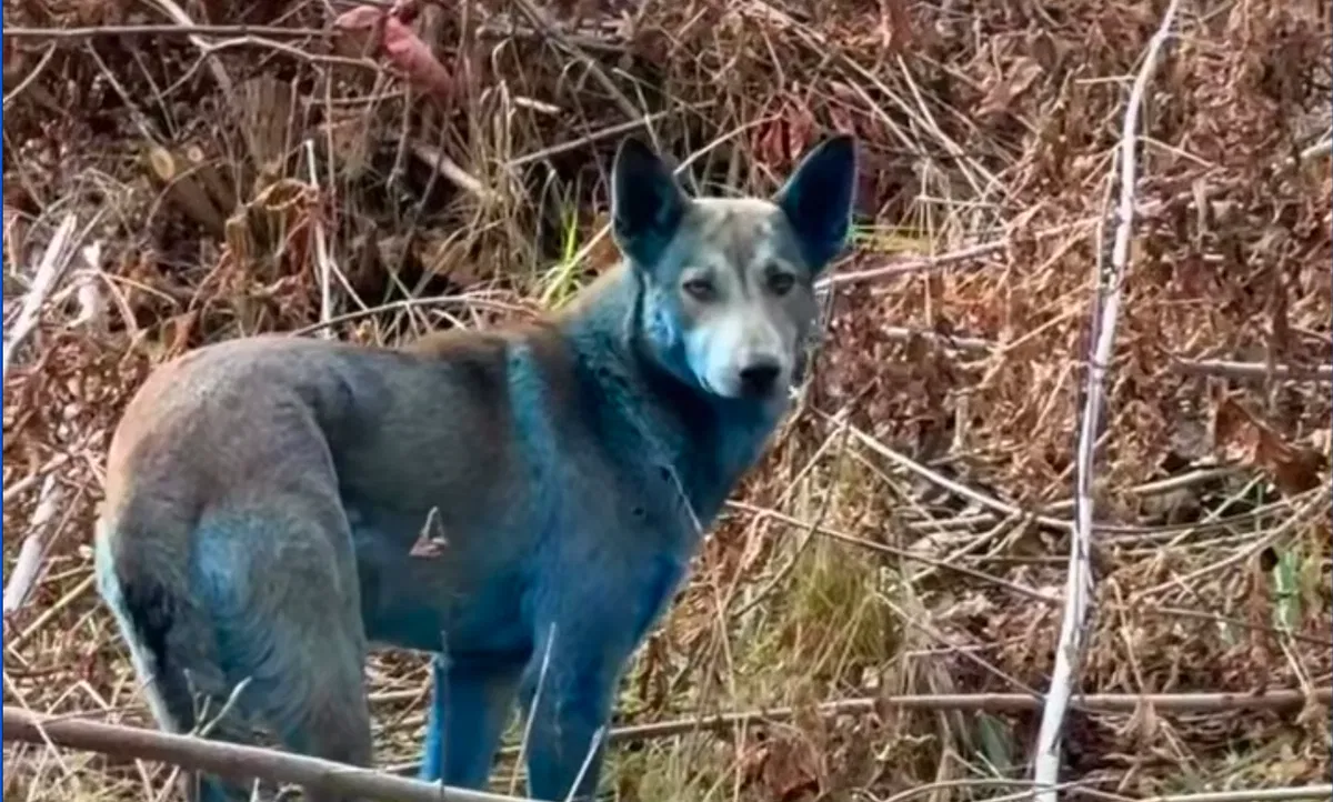 Radioactive rovers? Chernobyl blue dogs stun scientists.