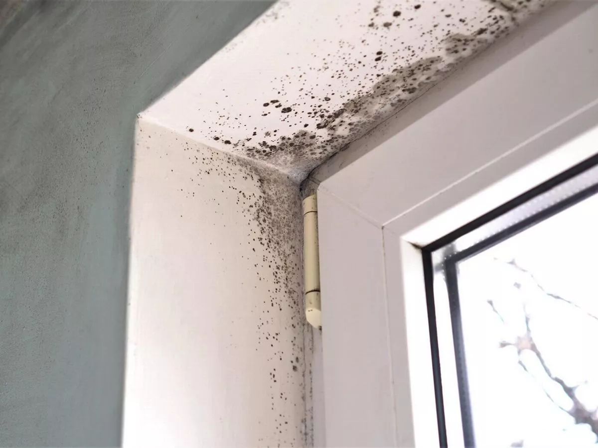 Welsh councils 'significant failings' in dealing with damp and mouldy homes