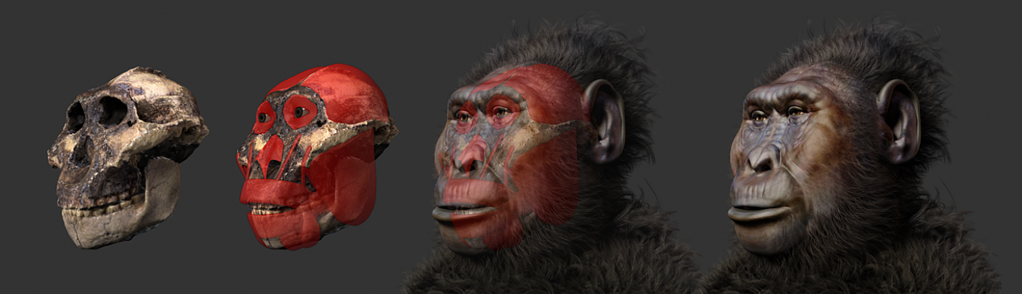 Ancient Human Relative Had Surprisingly Gorilla-Like Features