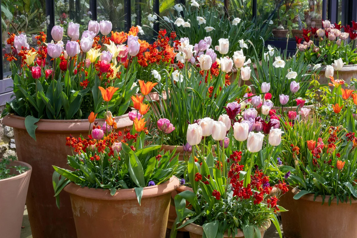 Ideas for glorious tulip combinations in pots